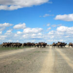 ETAP-6 らくだよ